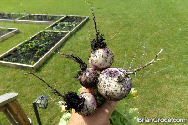 2014-06-12-turnips