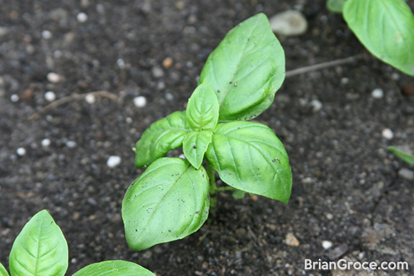 2014-06-30-basil