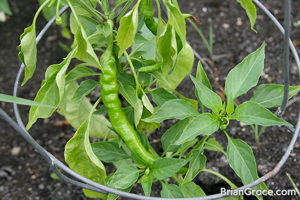 2014-06-30-cayenne