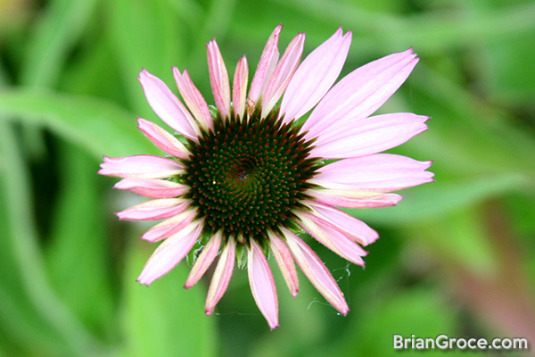 2014-06-30-cone-flower