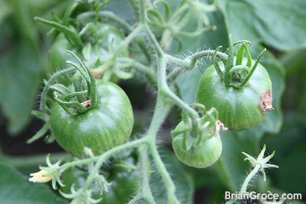 2014-06-30-tomatoes-1