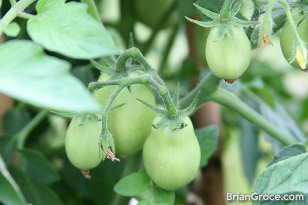 2014-06-30-tomatoes-2