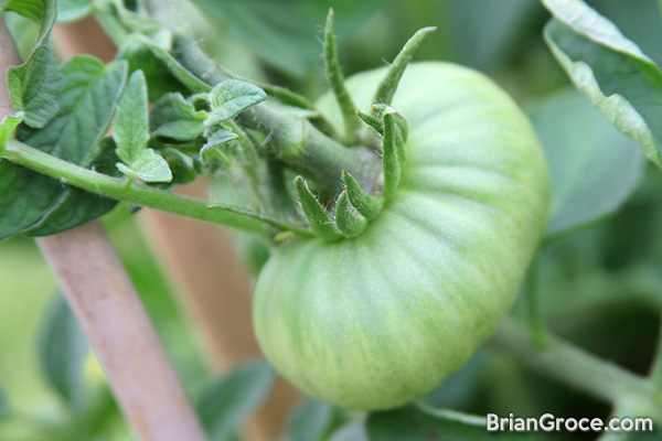 2014-06-30-tomatoes-3