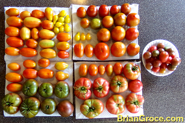 2014-08-20-tomatoes