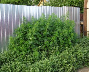 Maturing wild marijuana plants