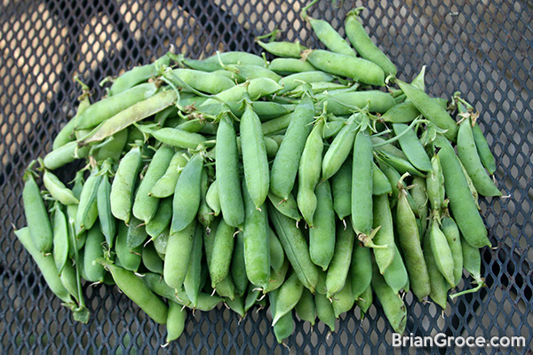 Growing Peas in Indiana: Pea Pods