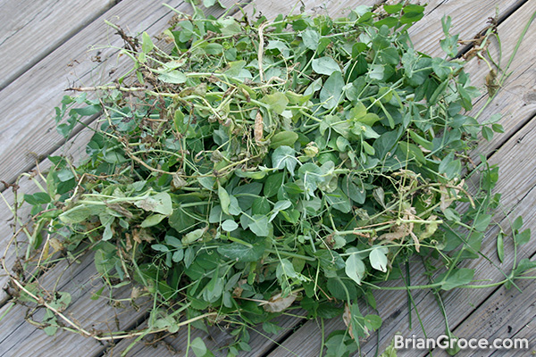 Growing Peas in Indiana: Vines