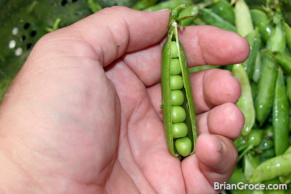 Growing Peas in Indiana: Pod